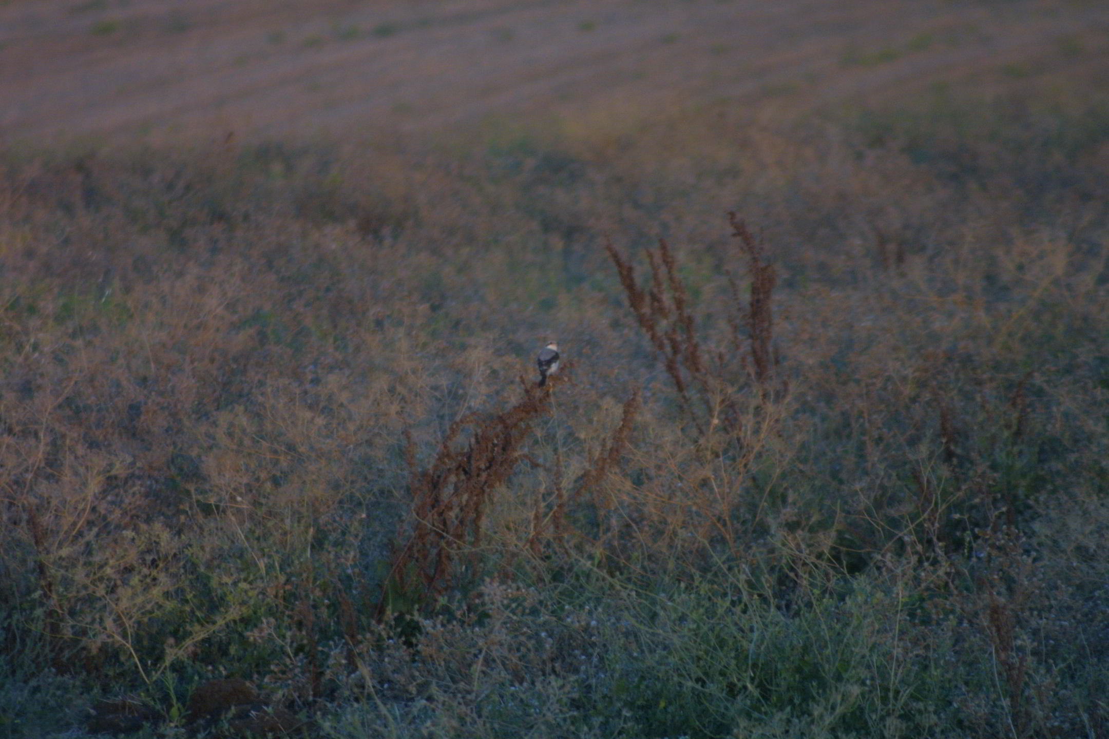 Averla cenerina chiedo conferma
